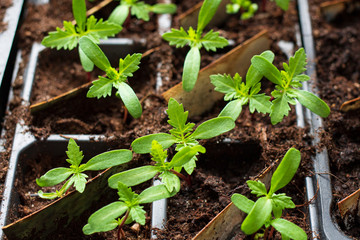 Sprouted flower seedlings in pots. Close-up shooting.