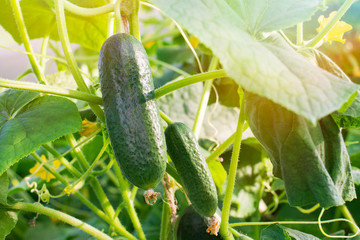 Large green leaves of cucumber. Yellow flowers.