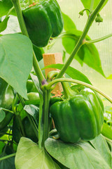 Large green peppers growing in a greenhouse. Close-up.