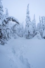 Snowy trail in pine tree forest