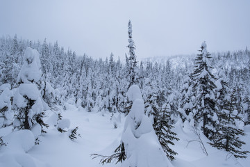 Pine trees covered of snow and ice in Canada