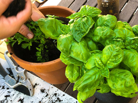 Orto casalingo con basilico e prezzemolo
