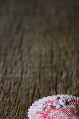 Multicolor shells on wooden background.