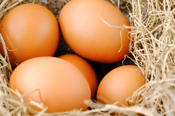 nest with raw chicken eggs on wooden background

