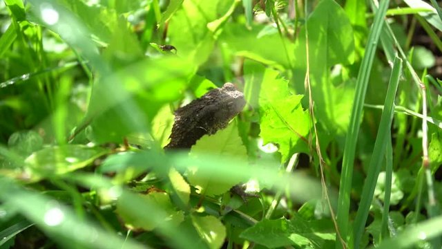 Closeup view video of brown cute frog hiding among green wild grass and weed plants outside.