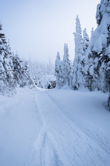 Snowy trail in pine tree forest