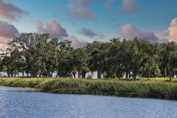 Trees and grass along a wetland marsh