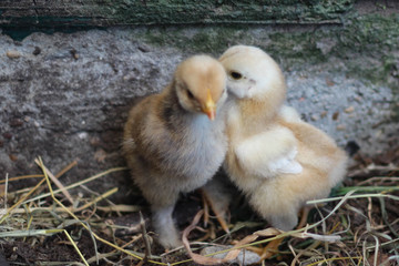 Easter chicks on discovery