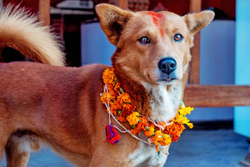 Portrait of a light brown dog at religious festival with red powder on his head and flowers around his neck, looking at the camera