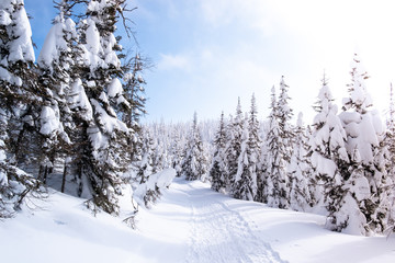 Snowy trail in pine tree forest