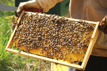beekeeper showing a honeycomb with bees