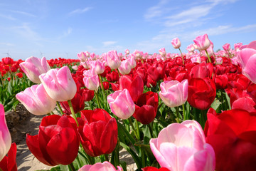 Red and longer pink tulips in one field, with wide angle lense from below, very nice blue cloudy sky in the Netherlands. windmills in the background. Selective focus
