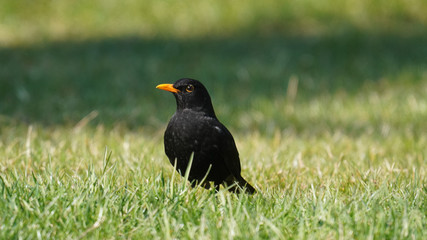 a blackbird , turdus merula, on the green lawn looking for food