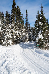 Trail in big snow in pine tree forest