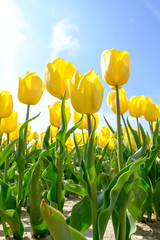 Fototapeta premium Yellow tulips in the field with wide angle lense from below, blue cloudy sky in the Netherlands. Selective focus