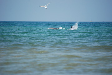 Fototapeta na wymiar Seagulls attack a Dolphin