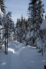 Trail in big snow in pine tree forest
