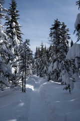 Trail in big snow in pine tree forest
