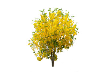 Tabebuia or Golden tree or Tallow Pui tree on isolated, an evergreen leaves plant di cut on white background with clipping path..