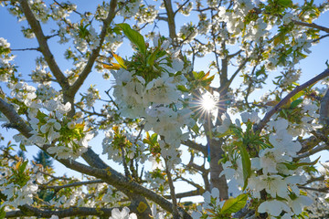 close up of white cherry blossoms with blue sky, spring background, blossoming fruit trees on a sunny day with a beautiful sun star behind the tree
