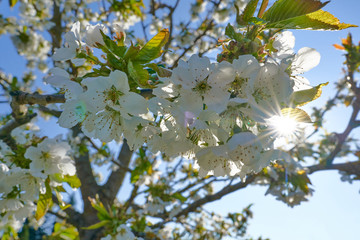 close up of white cherry blossoms with blue sky, spring background, blossoming fruit trees on a sunny day with a beautiful sun star behind the tree