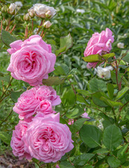 Beautiful pink rose in a garden, sanny day, backlit