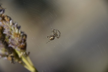 Araignée sur sa toile