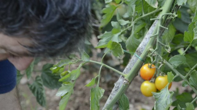 Raccolta dei pomodori ft3108_0009 Cosecha de tomate