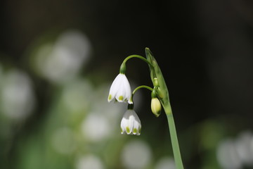 野に咲くスノーフレークの花