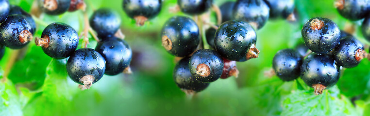 Black currant berries on a branch in summer garden.