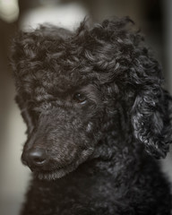 barboncino barbone cane poodle nero riccio riccioli ritratto
