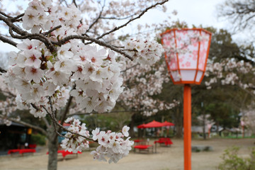 灯篭と桜