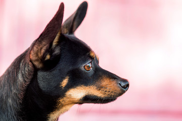 Black dog of toy terrier breed posing against a pink wall
