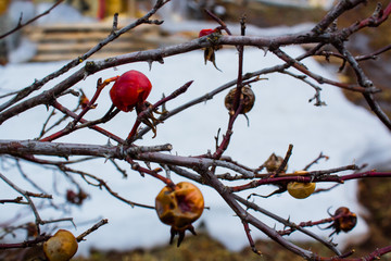 red berries on a branch