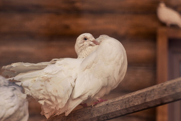 white dove on the ground