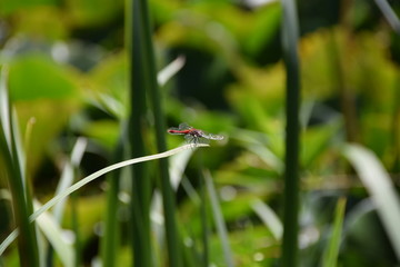 libellule rouge 