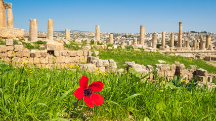 red poppy on the background of the ancient city of Jerash in Jordan
