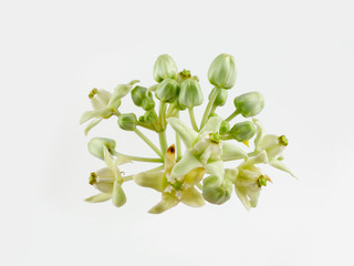 Calotropis gigantea isolated on white background, White Crown flower blooming, Calotropis gigantea flower