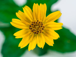 Sphagneticola trilobata. Close-up small yellow flower isolated on white background. Creeping daisy. Singapore daisy.