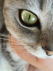close up of a cat