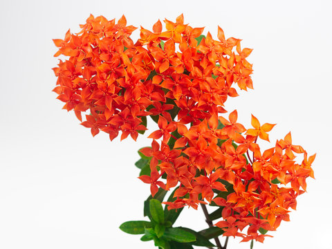 Rubiaceae flower isolate on white background. Ixora coccinea flower blossom in a garden. Red spike flower. red flowers