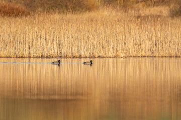 wild bird duck mallard, anas platyrhynchos, family in golden sunset color on spring pond. Czech Republic, Europe wildlife