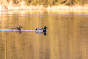 Obraz na płótnie Canvas wild bird duck mallard, anas platyrhynchos, family in golden sunset color on spring pond. Czech Republic, Europe wildlife