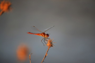 Drangonfly with red colours