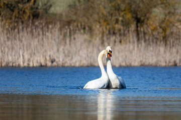 Wild bird mute swan (Cygnus olor) making love, dance on water in spring pond with blue sky reflection, Czech Republic Europe wildlife