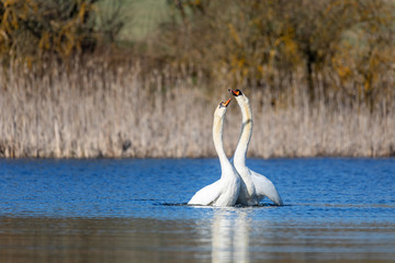 Wild bird mute swan (Cygnus olor) making love, dance on water in spring pond with blue sky reflection, Czech Republic Europe wildlife