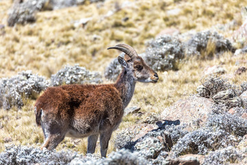 female of very rare Walia ibex, Capra walie, rarest ibex in world in Simien Mountains in Northern Ethiopia, Africa Wildlife - obrazy, fototapety, plakaty