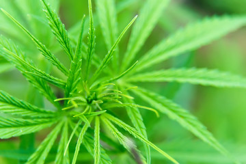 Growing green marijuana plant outdoors close-up partly blurred
