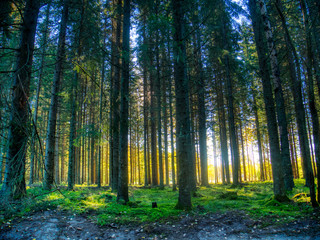 Naklejka premium forest in the morning