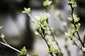 blossoming apple tree